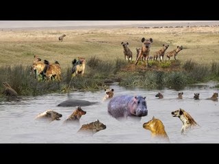 The Hyenas Swim Into The Deep Water - Mother Hippo Protecting Her Dead Baby