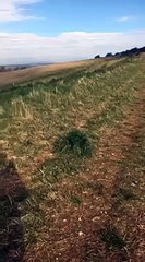 dog gets in the way as kid runs