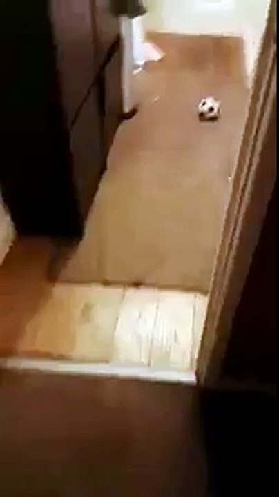 dog gets into the laundry basket