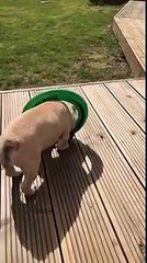 dog gets stuck in a frisbee