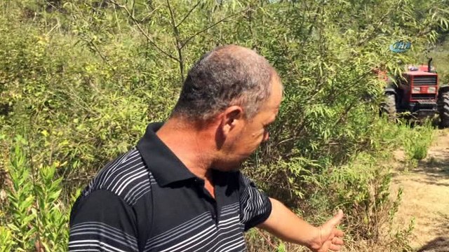 Köylülerin kabusu olan yaban domuzu 45 gün sonra etkisiz hale getirildi