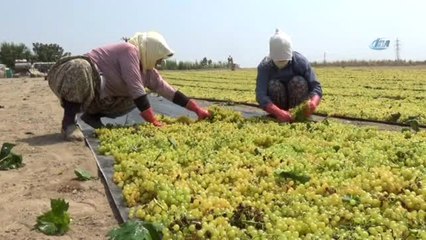 Ziraat Odası'ndan Çiftçilere 'Üzümünü Açığa Dökmeyin' Çağrısı