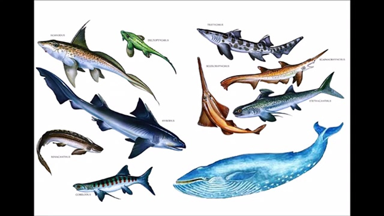 Why Animal Names are Stupid - GradeAunderA