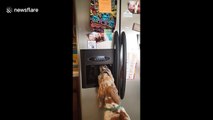 Thirsty Great Dane puppy helps himself to some water from fridge dispenser