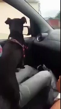 dog goes crazy over windscreen wipers