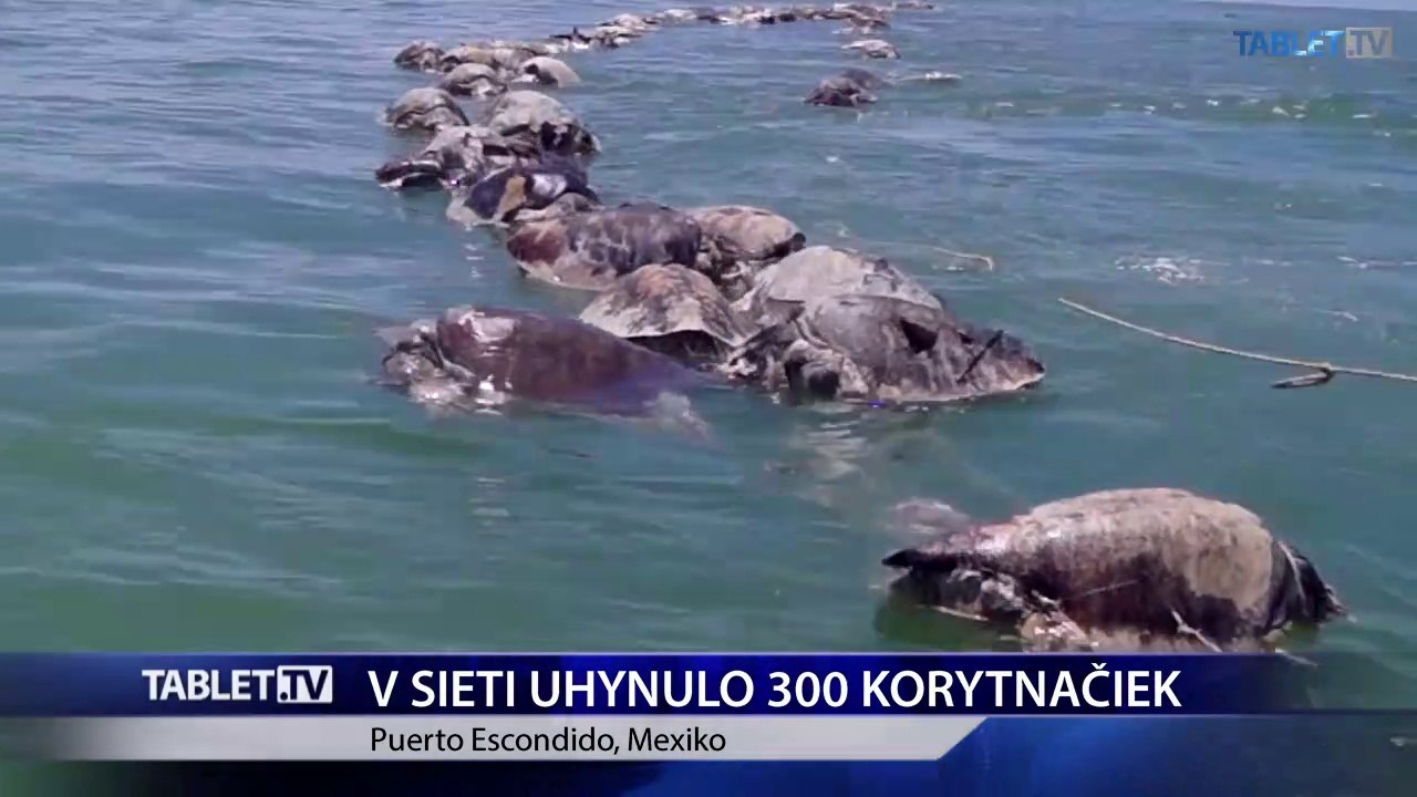 Na pláži v Mexiku našli vyše 300 uhynutých vzácnych korytnačiek