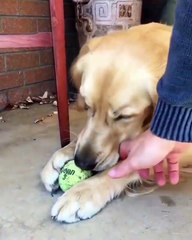 my dog wants to play with some balls