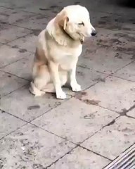 my dog is waiting me at the train station