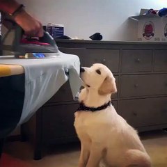 my dog is looking at me while ironning some clothes