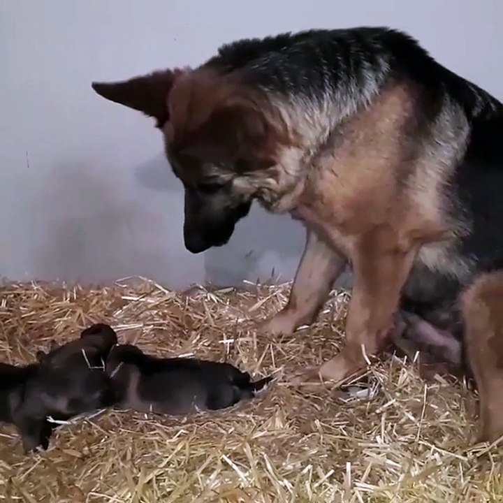 Mommy dog looks after her babies in the barn