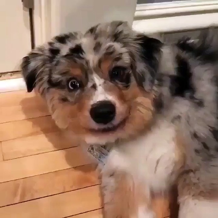 check out this crazy dog looking