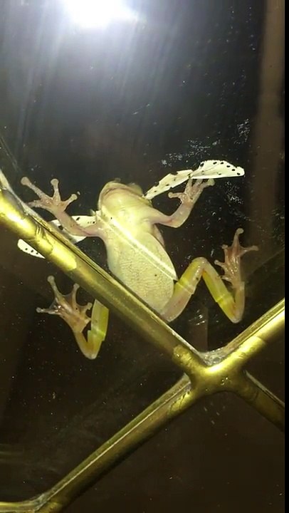 Papillon vs Grenouille