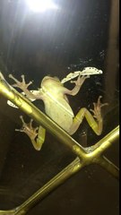 Papillon vs Grenouille