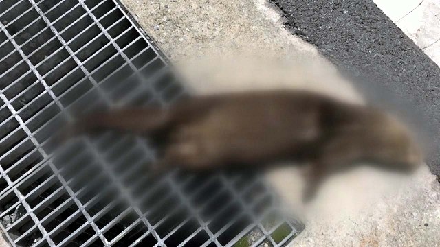 대전에서 천연기념물 수달 죽은 채 발견 / YTN