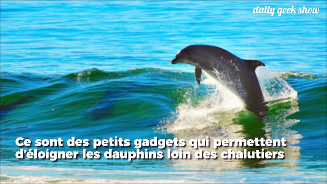 Des scientifiques et pêcheurs français ont créé un appareil qui sauvera des milliers de cétacés