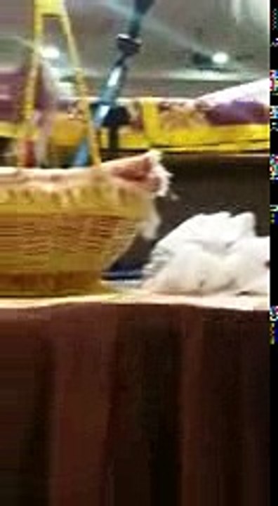 فيديو: مسلم يصلي في أحد معابد السيخ.. لماذا؟