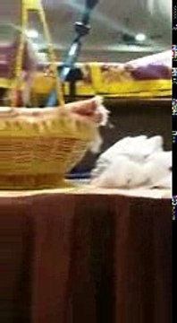 فيديو: مسلم يصلي في أحد معابد السيخ.. لماذا؟