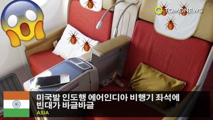 미국발 인도행 에어인디아 비행기 좌석에 빈대가 바글바글