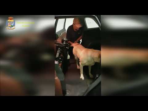 Ora News - Çifti shqiptar ndalohet në kufirin italo-francez, qeni i zbulon 290 mije euro