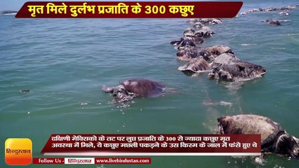 Rare species of 300 tortoises found dead in Mexico coast