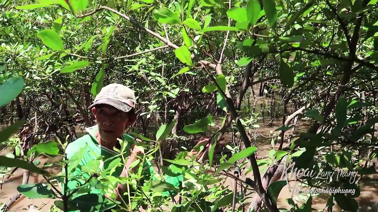 BẮT HẢI SẢN ở rừng bần lớn nhất Việt Nam |Món ăn đặc sản Miền Tây