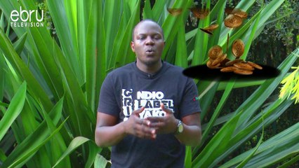 Tips On How To Get Into Agriculture With Brian RonoTips On How To Get Into Agriculture With Brian Rono