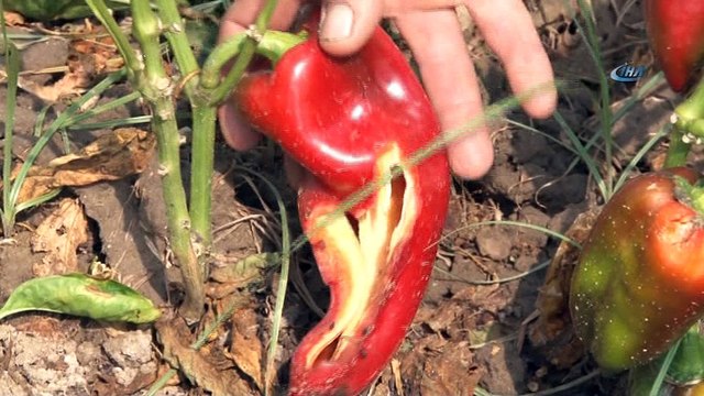 Bursa’da tarlaları fareler istilâ etti...Binlerce dönüm mahsulü talan eden fareler böyle görüntülendi