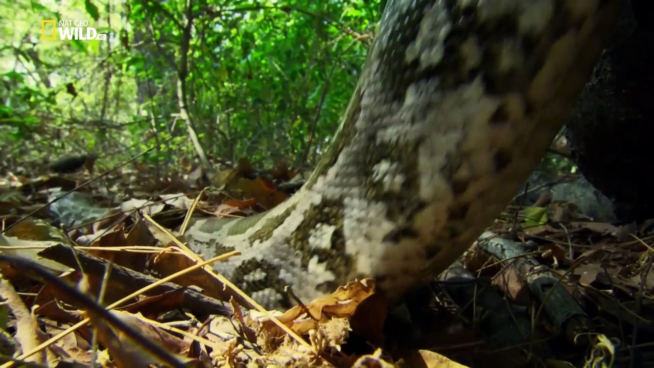 NAT GEO WILD India's Wild Edens 2016 HD 1080p