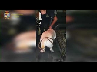 Ora News - Çifti shqiptar ndalohet në kufirin italo-francez, qeni i zbulon 290 mije euro