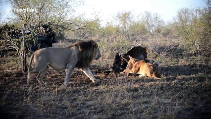 Two male lions launch brutal stealth attack on lone lioness to steal her food
