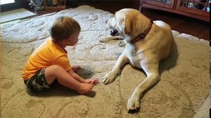 Funniest Pets & Animals of the Week Compilation August 2018 | Funny Pet Videos