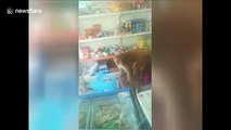 Sneaky monkey robs grocery shop in southwestern China