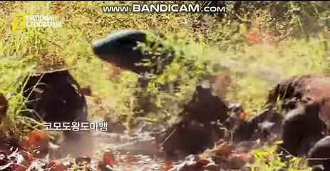 #사설토토솔루션 #사설솔루션판매 카톡:soft2580 스카이프:soft2580