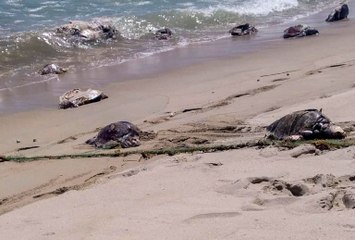 300 tortues retrouvées mortes dans les eaux mexicaines du Pacifique