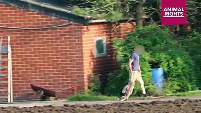 Nouvelles images choc d’une exploitation porcine en Flandre diffusées par Animal Rights