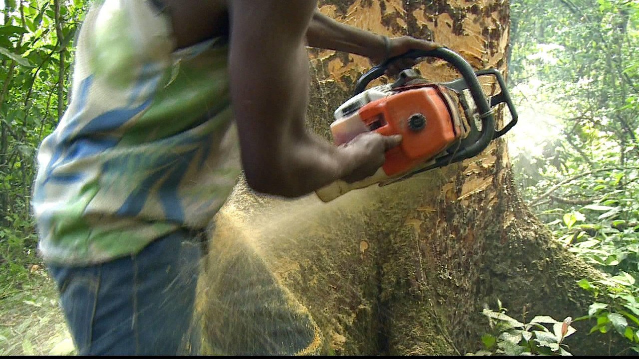 DR Congo: World's second largest rainforest faces logging threat