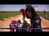 Pengungsi Suriah Bekerja Sebagai Pemetik Tomat di Yordania - NET 5