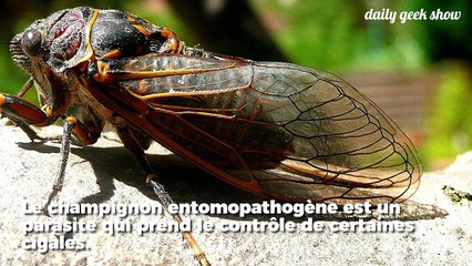 Avec des substances psychoactives, ce parasite oblige son hôte à se reproduire à tout prix