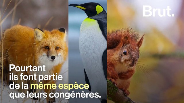 Savez-vous pourquoi la panthère noire est…noire ?