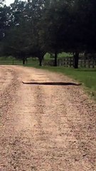 Diamondback Rattlesnake Crosses the Road