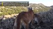Watch: How mountain lion mothers care for their kittens