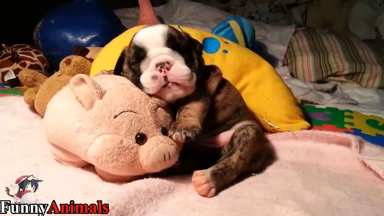 So Adorable! Sleeping Puppy Too Cute, Cutest Dogs
