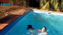 Dogs saves owner and save people from drowning Compilation