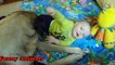 Mastiff Dogs Playing And Protecting Babies Videos Compilation 2016 - Funny Dogs and Babies