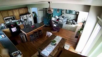 Un chien entre dans la maison avec un tuyau d'arrosage et ruine le salon !