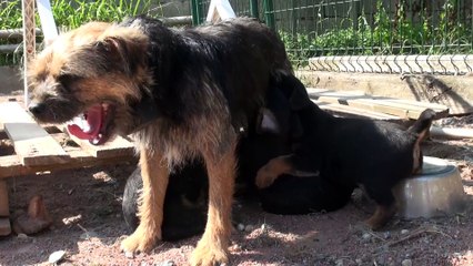 Border-Terriers du Formans - Portée 2018