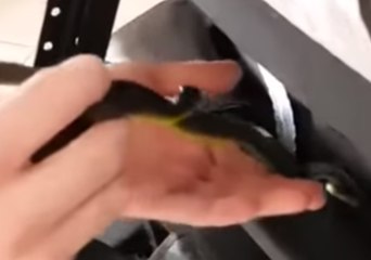 Sneaky Snake Slithers Into Homeowner's Sofa