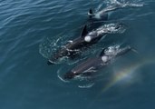 Killer Whales Delight Onlookers With Spectacular Aquatics Show