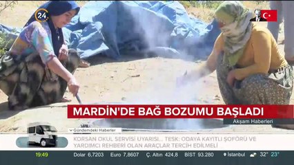 Mardin'de bağ bozumu başladı