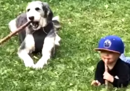 Branchin' Out—Kid Learns to Fetch Sticks in His Mouth With New Dog Friend